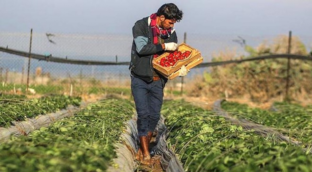 Israel spraying herbicides on Gaza farmlands