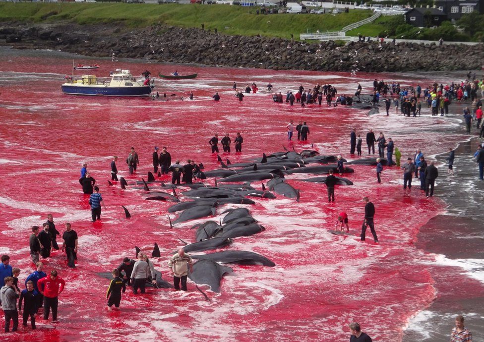 Whale hunt in Faroe Islands turns sea red with blood