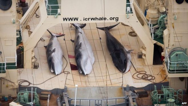 Japanese hunters kill 122 pregnant whales during summer months