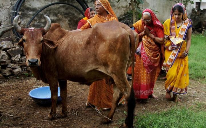 Hindistan’da Müslüman kadınlar sığır eti yedikleri gerekçesiyle toplu tecavüze uğradı