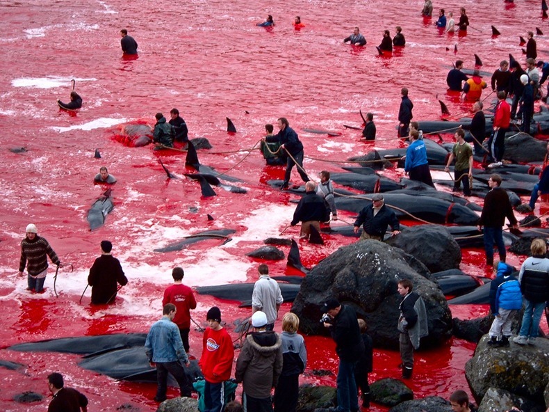 Faroe Islanders slaughter whales by hand in annual hunt
