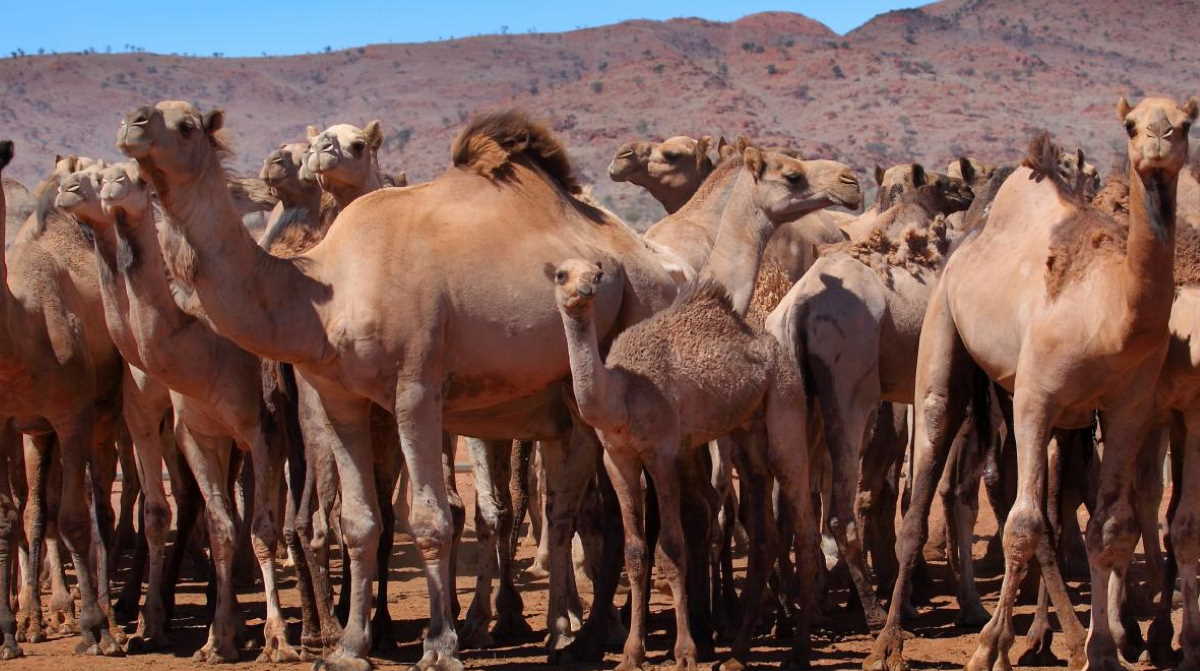 More than 10,000 camels to be shot from helicopters because they drink too much water
