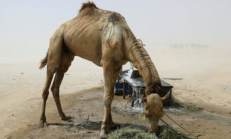 Saudi Arabia deports 15,000 Qatari camels