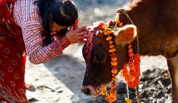 Hindistan’da bir Müslüman inek kestiği iddiasıyla dövülerek öldürüldü
