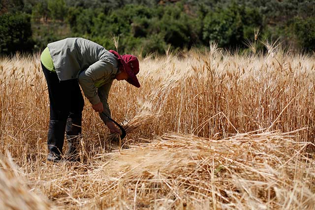 FAO: 5.5 milyon Suriyeli açlık tehdidi altında